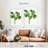 Harnek Magnolia Glauca-108423959