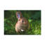 Art mural lapin majestueux-2013105436