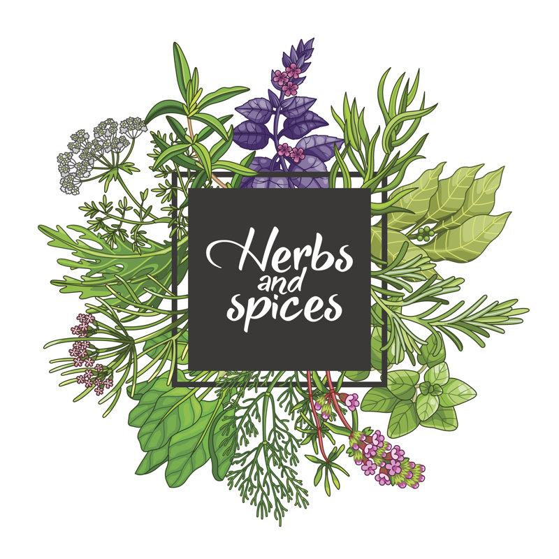 Vector With Herbs by Ekaterina Ivanova - Wrapped Canvas Print, 30cm H x 30cm W  x 3.8cm D