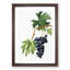 Brachetto Grapes by Giorgio Gallesio - Picture Frame Painting Print-55512803-55512804