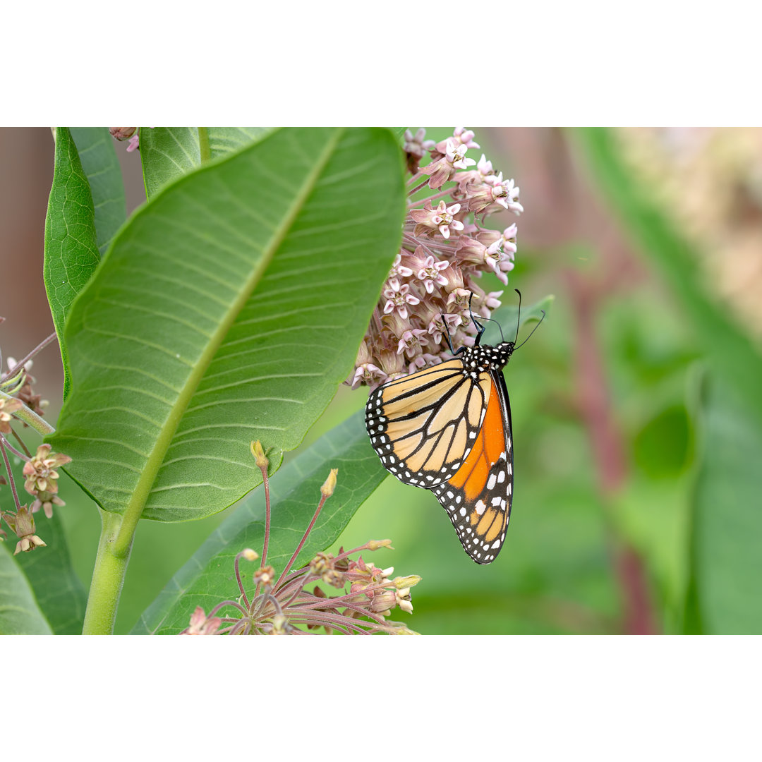 Monarch Butterfly On Milkweed von Amy Prentice - Kunstdrucke auf Leinwand - Wrapped Canvas