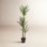 61'' Faux Dracaena Tree in Planter