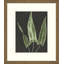 Graphic Lewis Ferns 1 Print