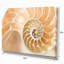«Brown Nautilus Shell», impression sur toile tendue-18434829