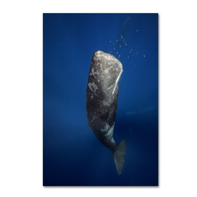 " Candle Sperm Whale " by Barathieu Gabriel
