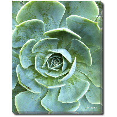 Succulent Center 1 Print by Joe Ruggiero