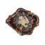 Fossil Placemat