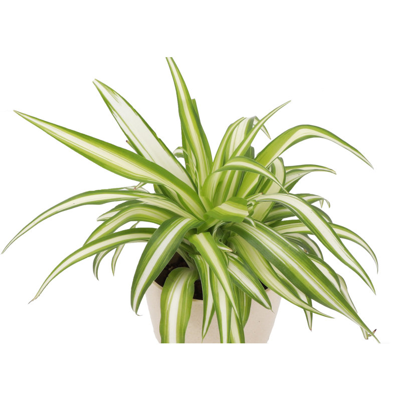 Live Spider Plant in Hanging Pot