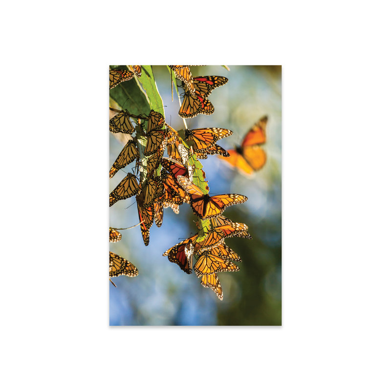 États-Unis, Californie, San Luis Obispo County. «Clustering Monarch Butterflies on Branches» par Jaynes Gallery - reproduction non encadrée