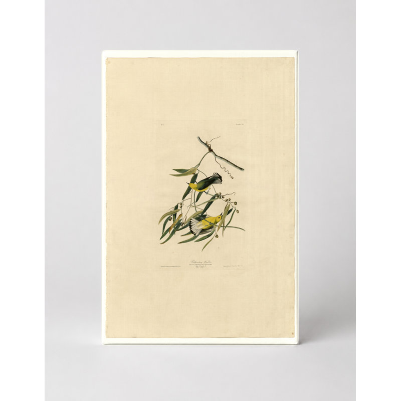 Prothonotary Warbler (1827) - Portrait, art mural sur toile, 30" W x 20" H