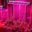 Zhu Grow Light-88957717