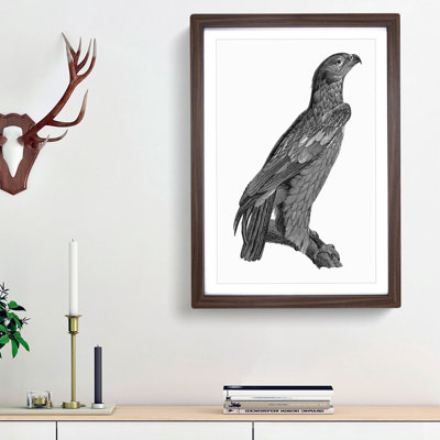 Spotted Eagle Illustration - Framed Print