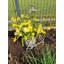 Garnica Metal Weather Resistant Plant Stand