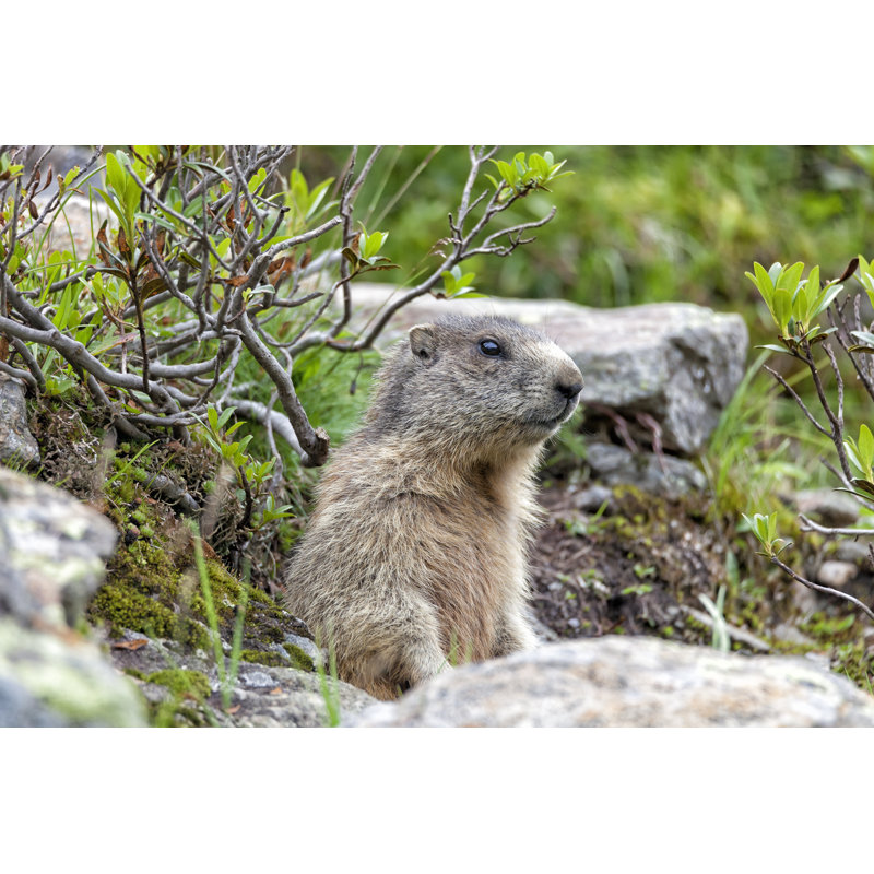 Marmot by Senorcampesino, 8" H x 12" W