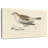 Snow Bunting Print-143479471