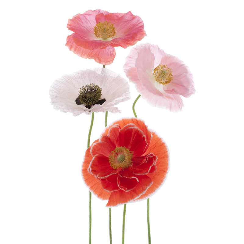 Hooli Poppy Close-up - Wrapped Canvas Print, 46cm H x 30cm W x 3.8cm D