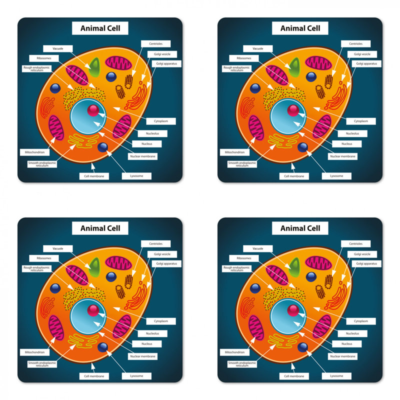 Square 4 Piece Coaster Set