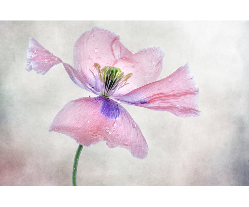 Wrapped Canvas Print, 50.8 cm H x 76.2 cm W