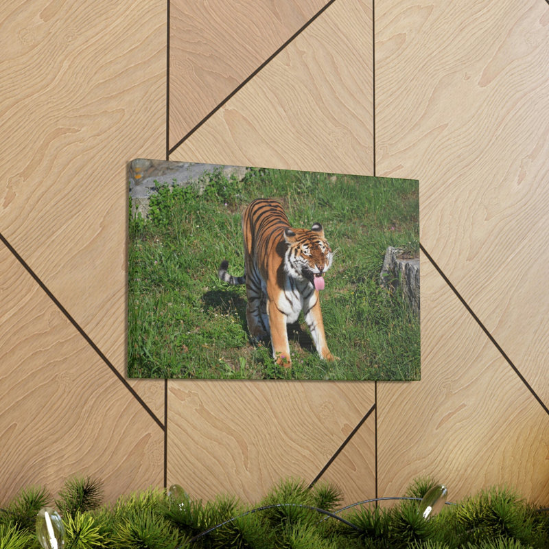 Funny Bangle Tiger in a Zoo Outside Wall Art