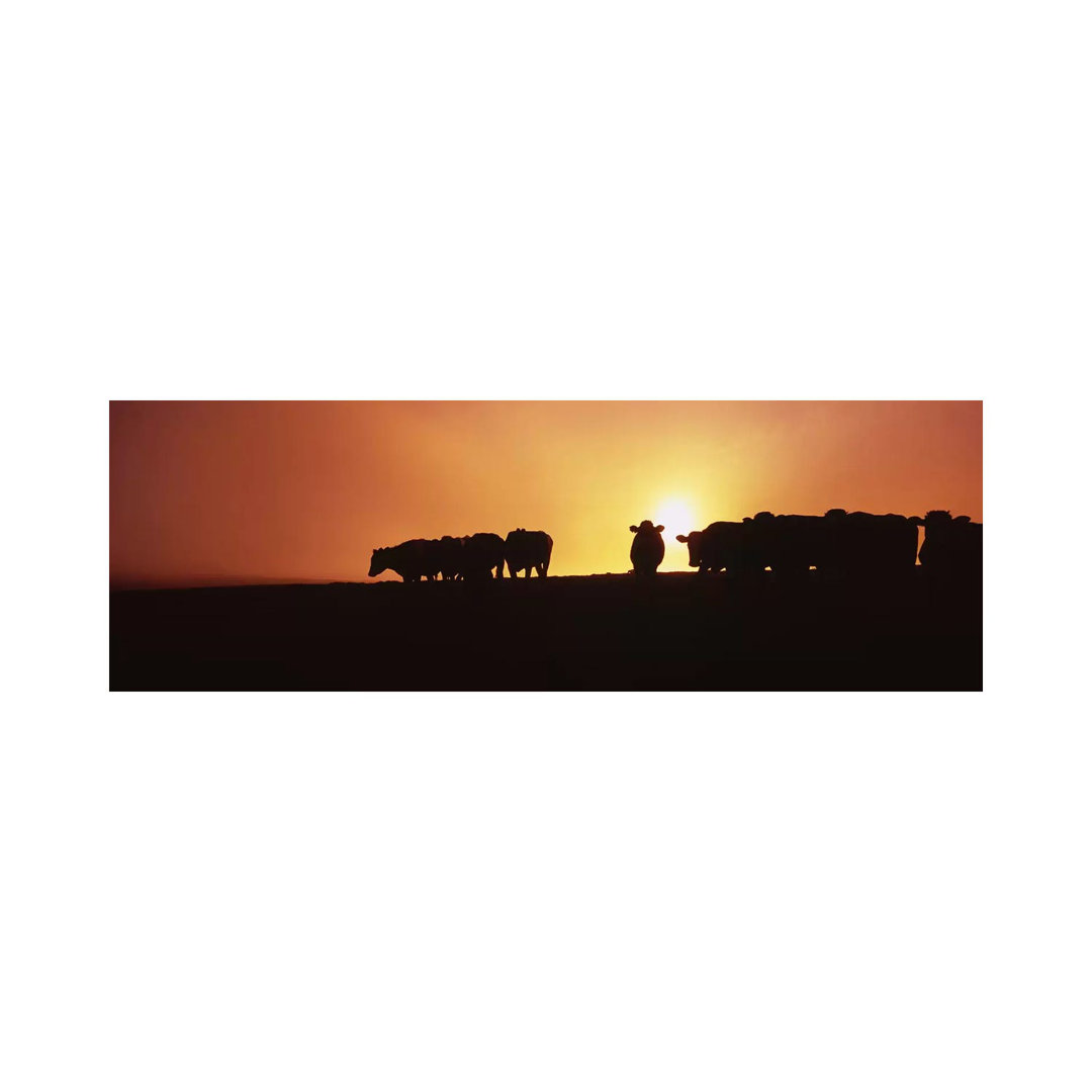 Silhouette Of Cows At Sunset, Point Reyes National Seashore, California, USA - Wrapped Canvas Panoramic Print