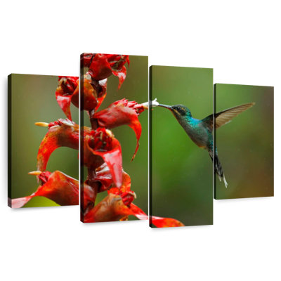 Collation de fleurs de colibri Brampt