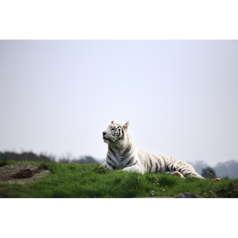 White Tiger by Drrave, 24'' H x 36'' W