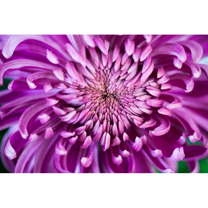 Purple Chrysanthemum Blooming - Wrapped Canvas Print, 51cm H x 76cm W