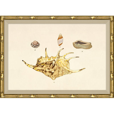 Malacology Study, Plate XI
