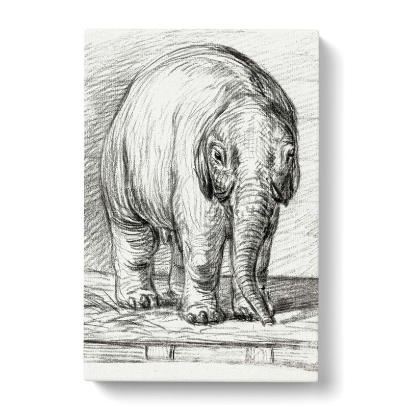 Baby Elephant by Jean Bernard - Wrapped Canvas Print, 76cm H x 50cm W x 3cm D