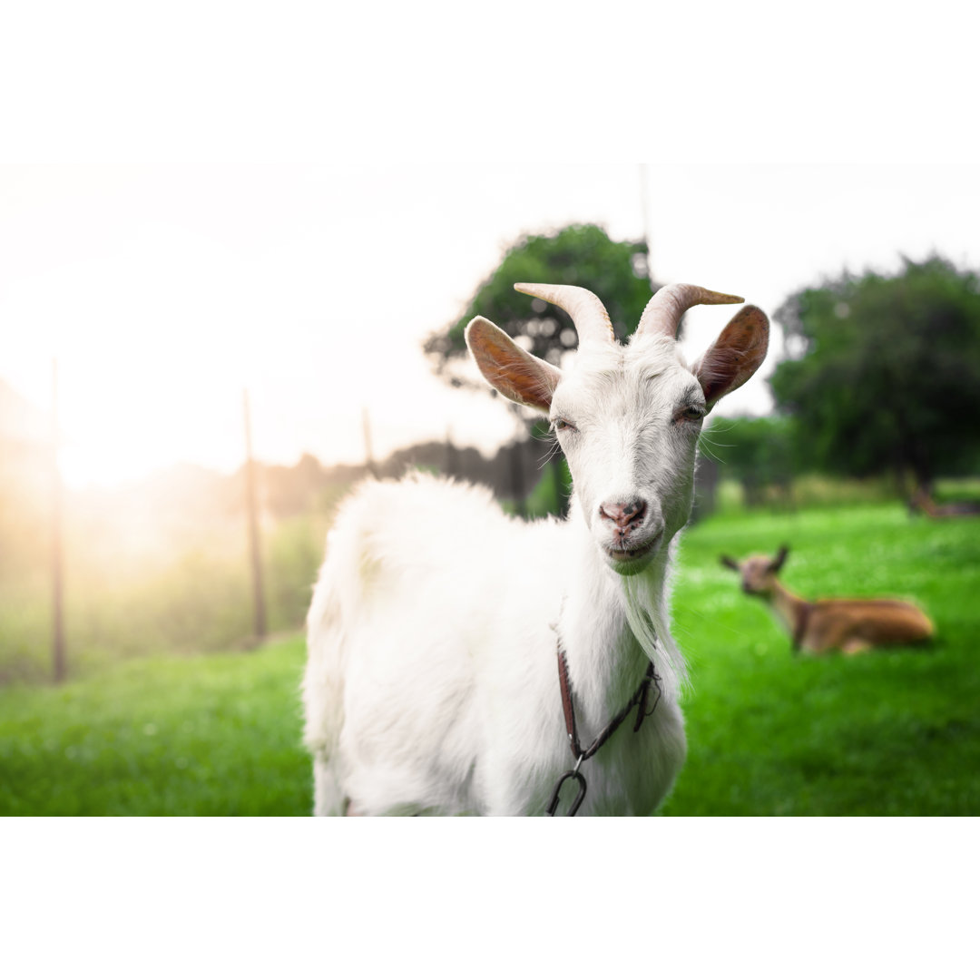 Leinwandbild Gorgeous White Goat's Portrait von Michal-rojek