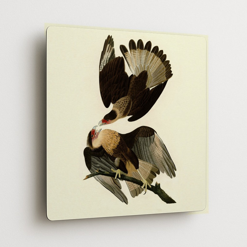 Aigle caracara brésilien (Planche 161) Crème — Décoration murale carrée en métal, 12" H x 12" W