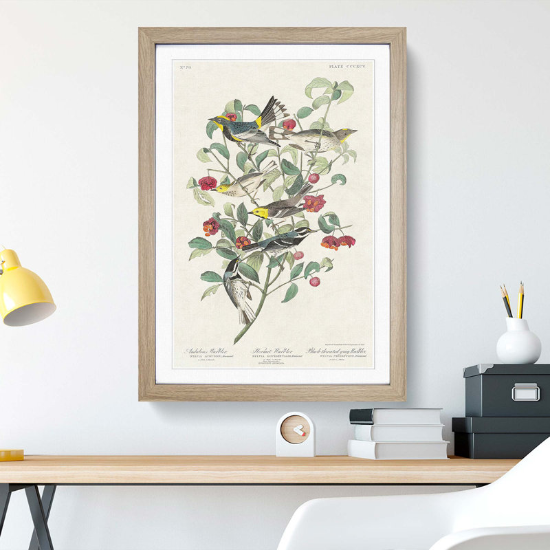 Collection of Warbler Birds by John Audubon - Picture Frame Painting, 48cm H x 36cm W x 2cm D, Oak Framed