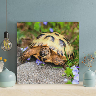 " Eastern Box Turtle - 1 Piece Square Graphic Art Print On Wrapped Canvas " Painting Print