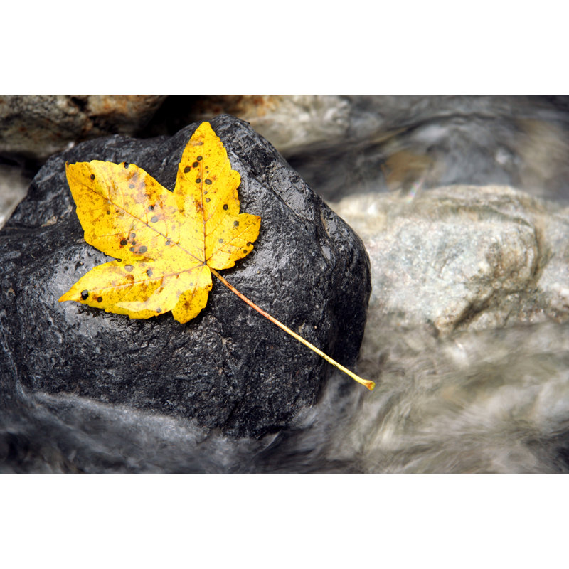 Yellow Leaf by Aloha_17 - Wrapped Canvas Print, 51cm H x 76cm W x 3.8cm D