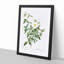 Cherokee Rose in White by Pierre-Joseph Redoute - Picture Frame Painting Print-55536200-55536199