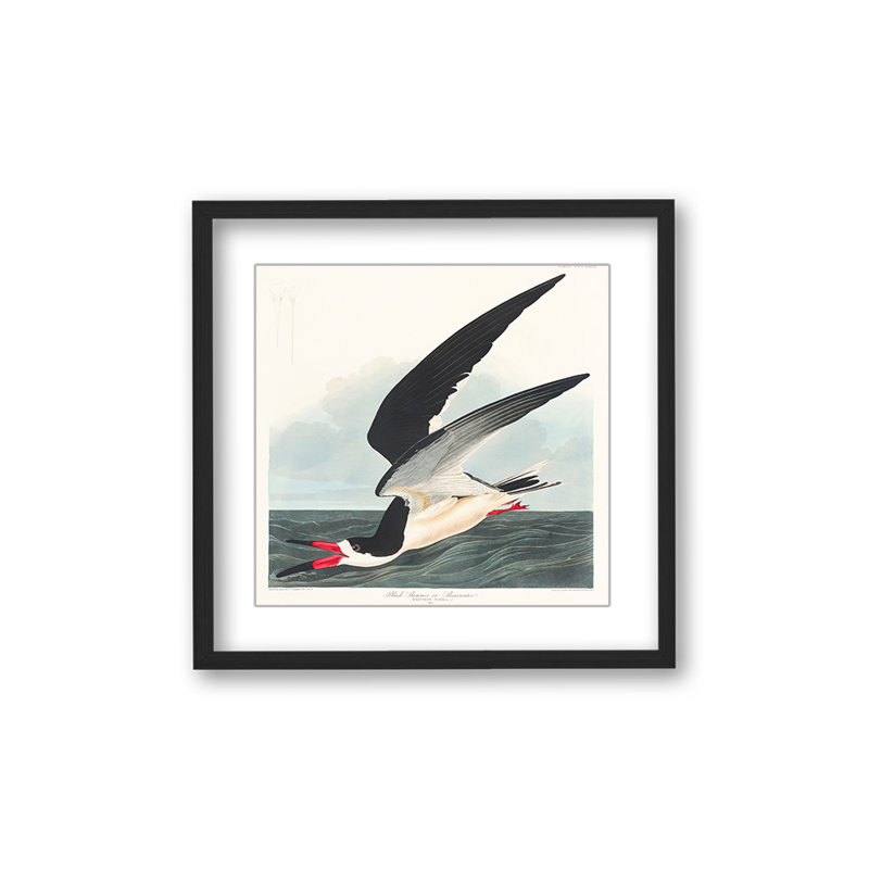 Coastal Retreat Black Skimmer From Birds Of America (1827), 36" H x 36" W