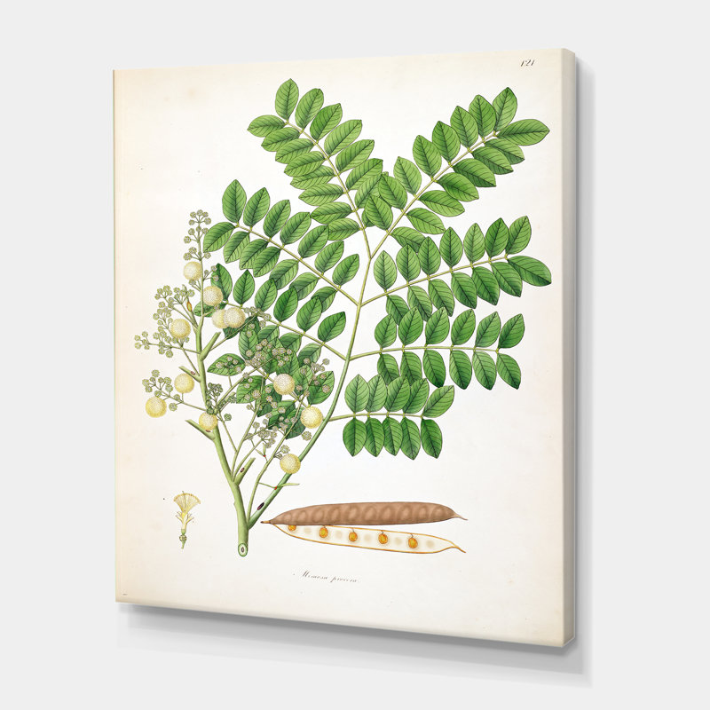 Vintage Botanicals VII - peinture sur toile, H 32 po x l 16 po x P 1 po, Toile tendue
