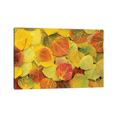 Fallen Autumn Colored Aspen Leaves on the Ground Covered in Dew Droplets 1 Piece Wrapped Canvas Wall Art