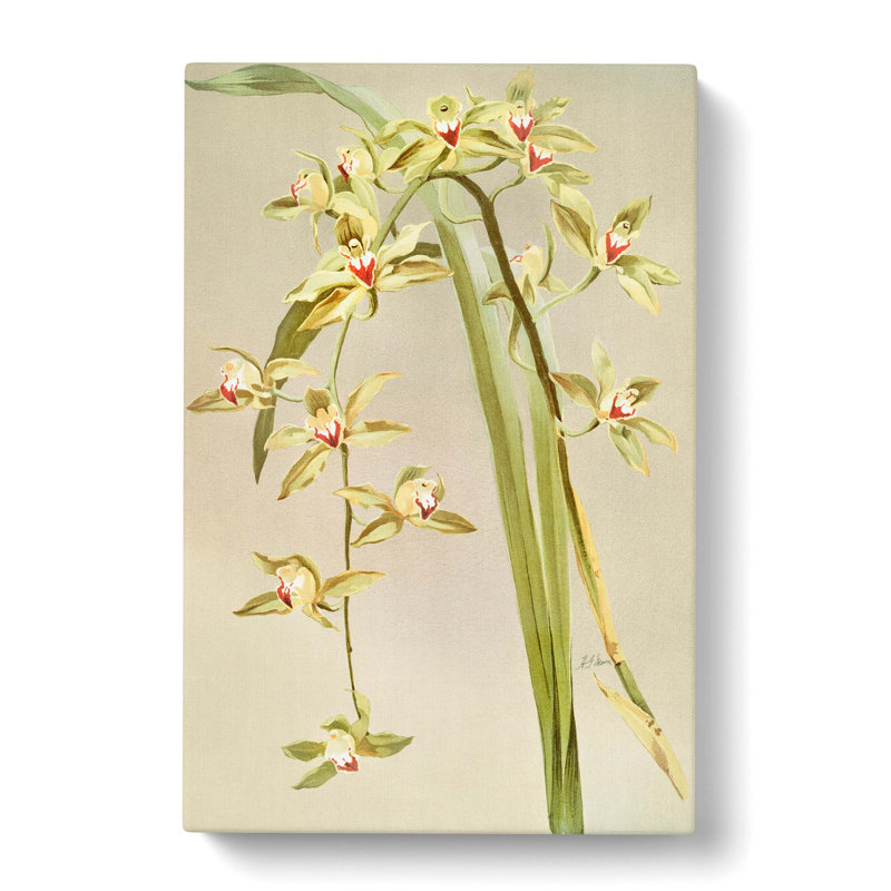 Magnolia Flowers Illustration Tab. 53 by Frederick Sander - Wrapped Canvas Print, 76cm H x 50cm W x 3cm D