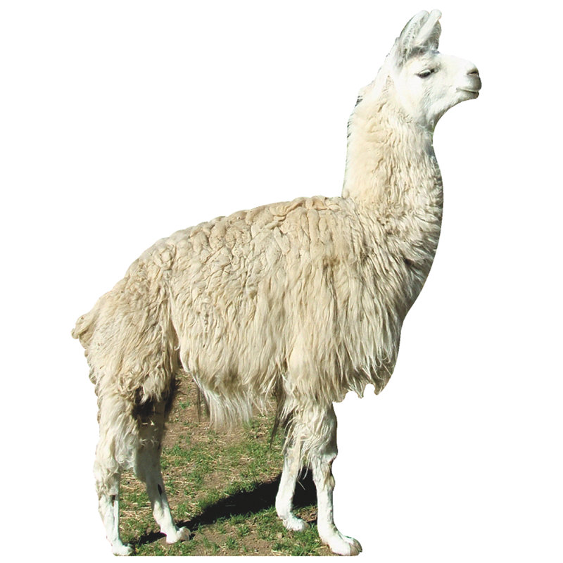 Llama Cardboard Standup