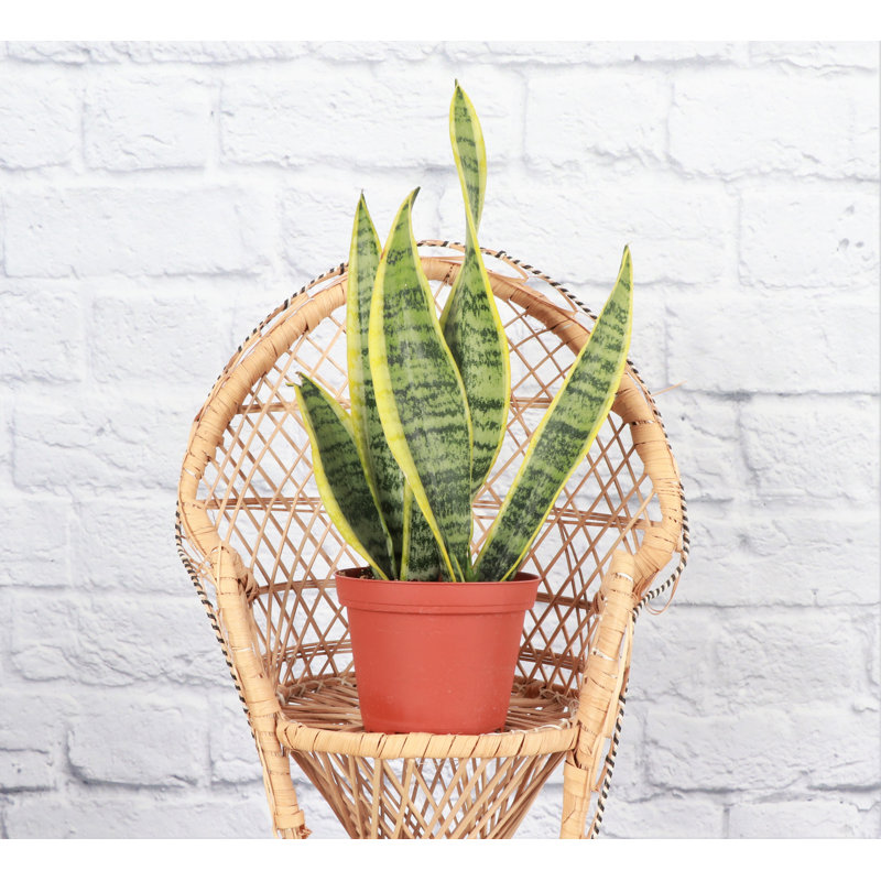 Compact Yellow and Green Snake Plant in Terracotta Pot