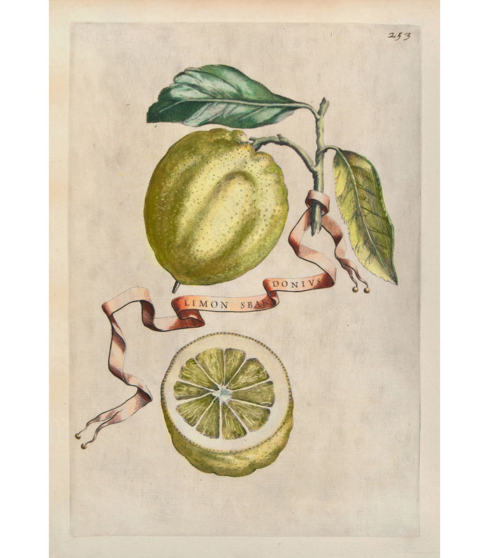 Baroque - Citrons, H 24 po x l 17 po