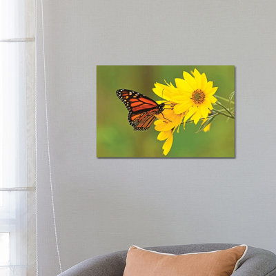 Sitting Pretty by Brian Wolf - Wrapped Canvas Print
