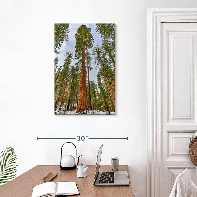 Harnek Giant Sequoia Grove, 30" H x 20" W