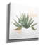 «Desert Color Succulent 1» par Sue Schlabach, art mural sur toile, 26 po x 26 po-2098449