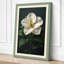 White Camellia Study Botanical - Wrapped Canvas-1811034627-1811034625