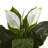 Spathifyllum Silk Plant in Glass Planter