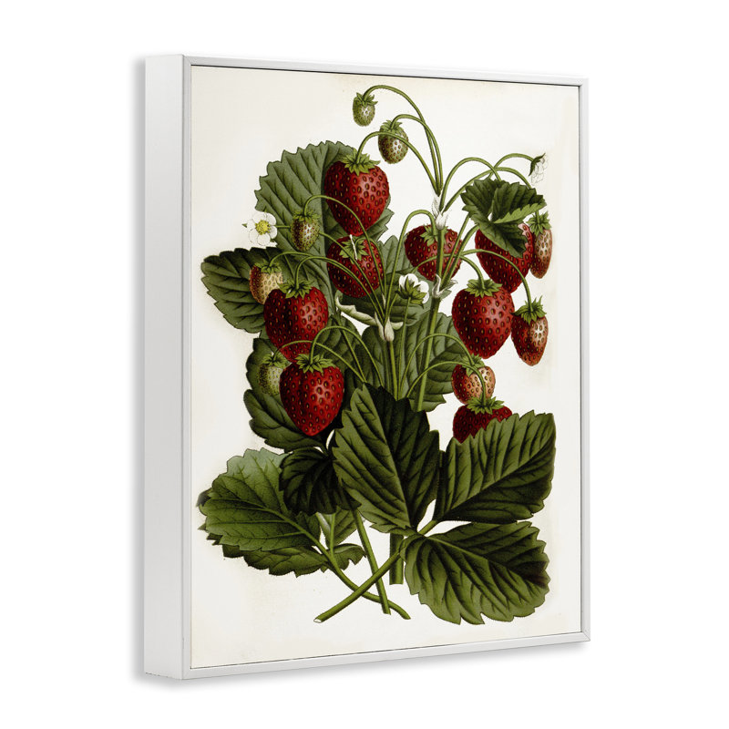 Étude de fraise par lettré et doublé, Estampe numérique encadrée blanc bord de mer, H 14 po x l 11 po