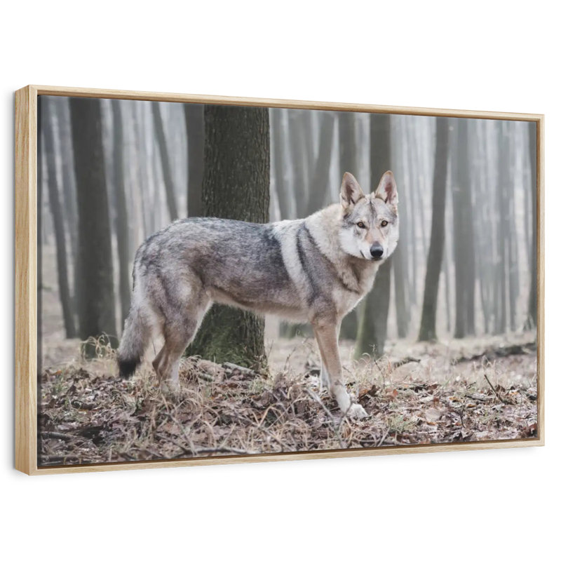Loup d'hiver brumeux, Cadre flottant en bois naturel, 37 po x 25 po