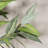 Artificial Eucalyptus Tree